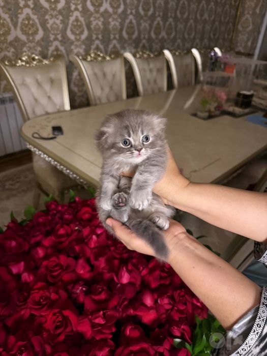 Котёнок на продажу