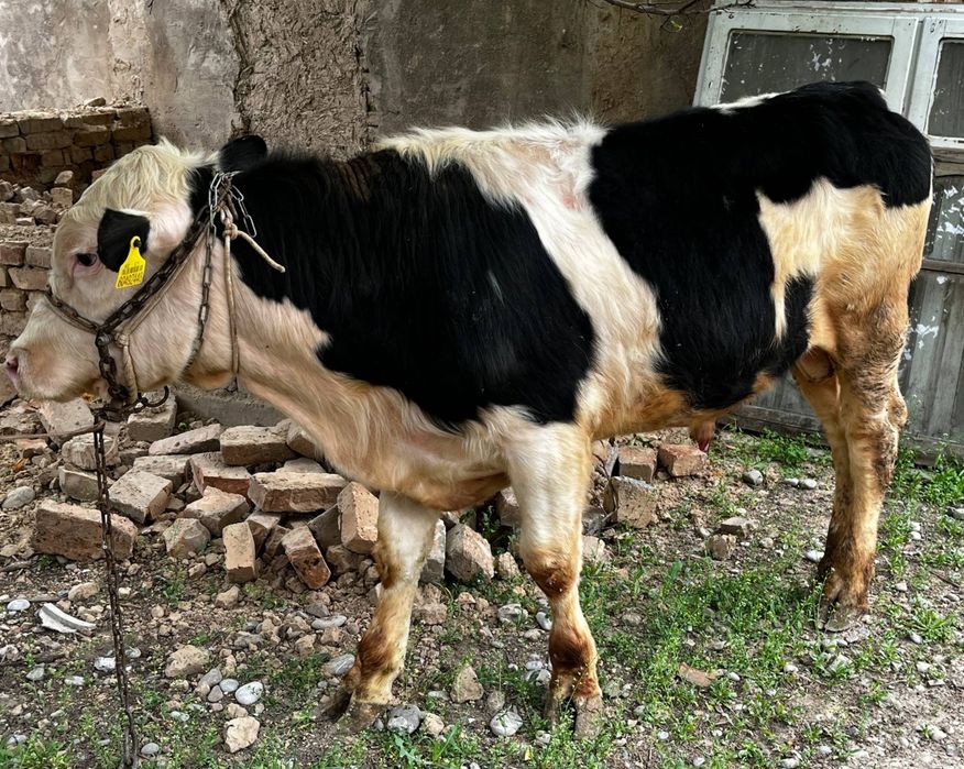 Семіз Бұқа сатылады.