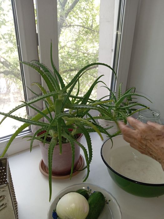 Комнатные расписания