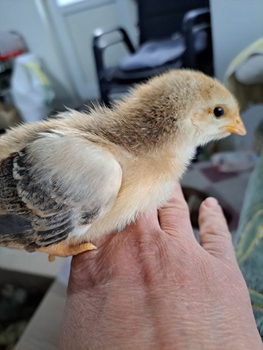 Пилета на 10 дни