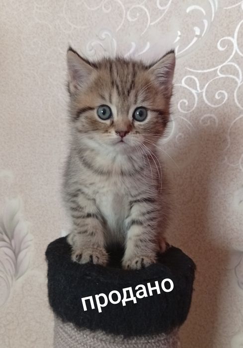 Скидка!Британские котята,за двоих 500.000!