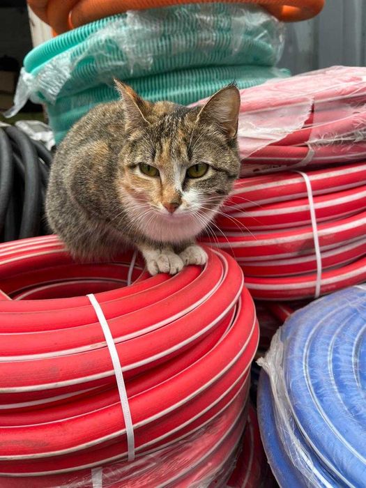 Кошечка молоденькая очень ласковая ищет дом