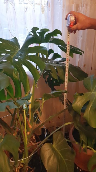 Цветок Монстера продам