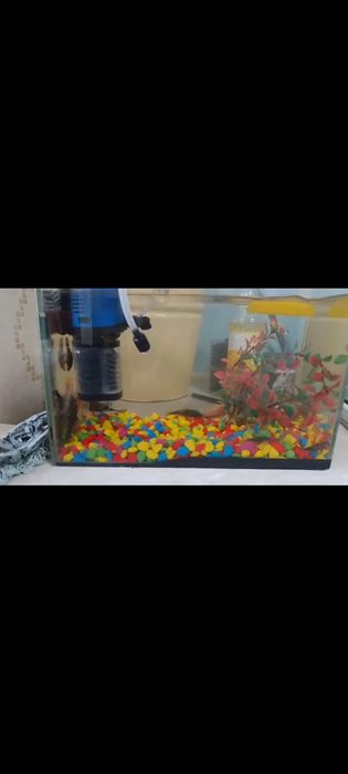 Аквариум и рыбки