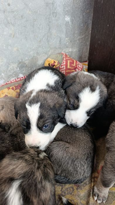 Щенки алабая 1 месяц