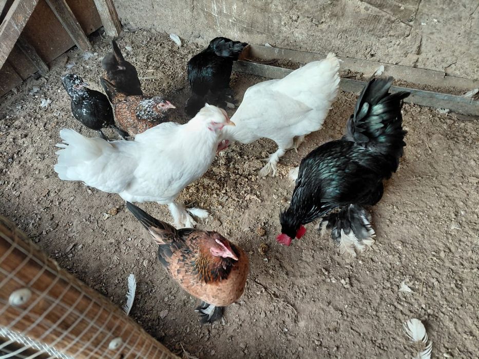 Куры продам или обменяю