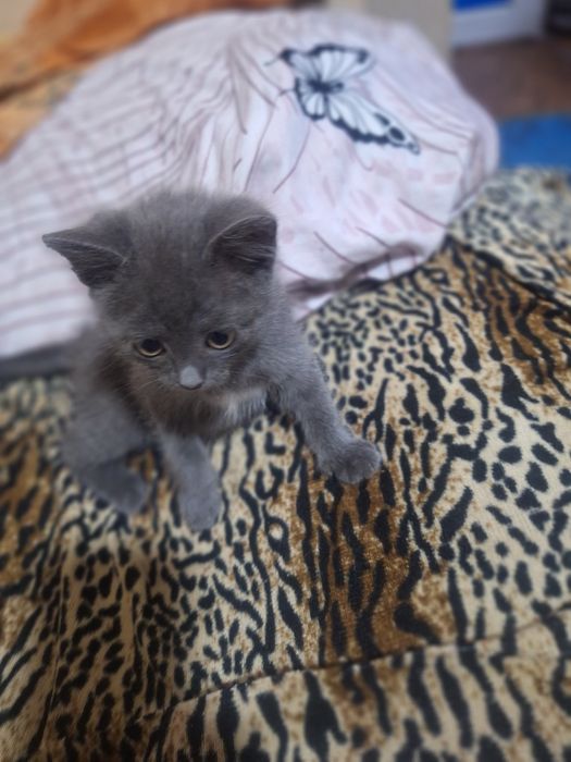 Ласковый игривый котенок