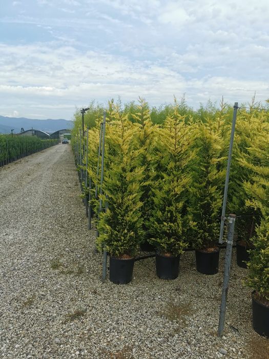 Leylandy verde /Leylandy gold de mai multe dimensiuni