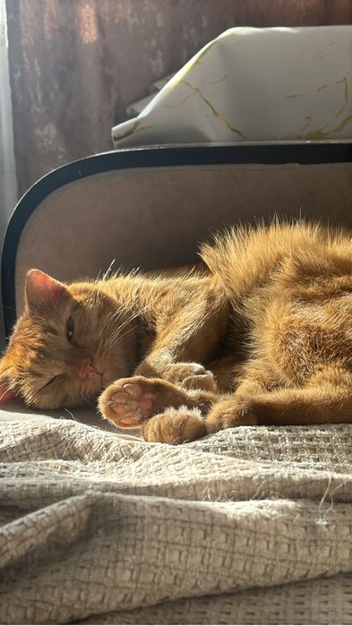 Отдам кота в добрые и ласковые руки
