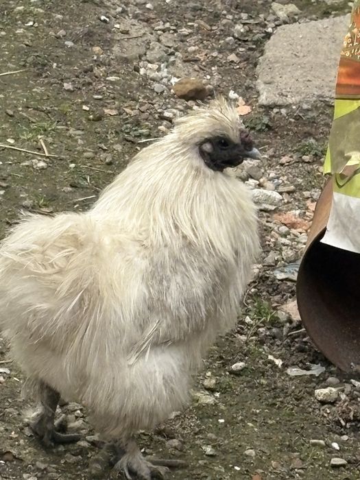 Oua , si cocoși mătase japoneza alba 2024 !