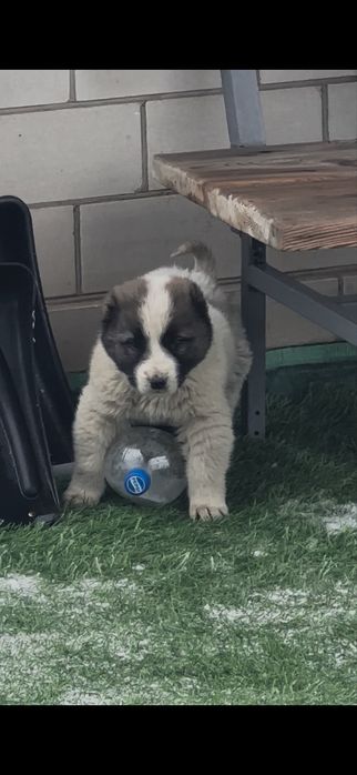 Продам щенка алабая