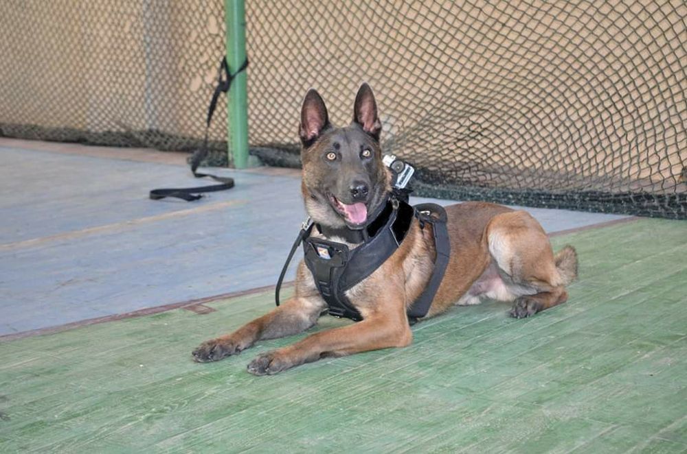 Scoala de Dresaj si Pensiunea Canina  K9Protection