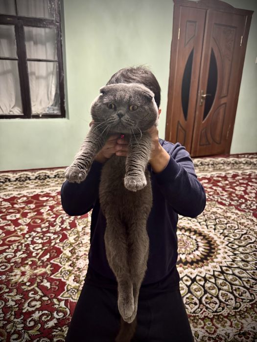 Не продаётся, для вязки.