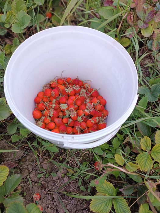 Продам усики клубники