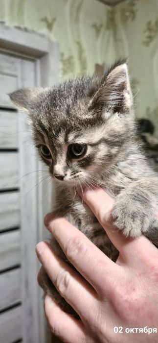 Котёнок ищет дом