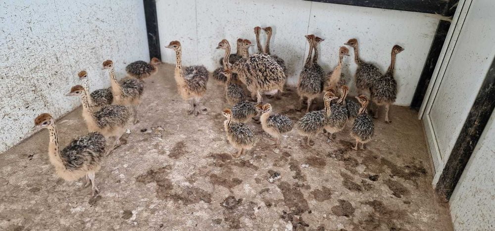 Vand pui Struti de 12-14 saptamani