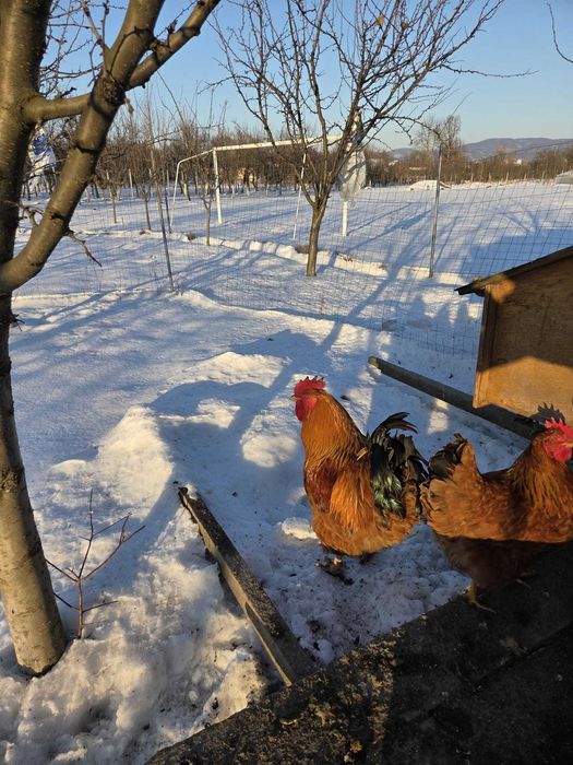 Vând cocoși de diferite rase