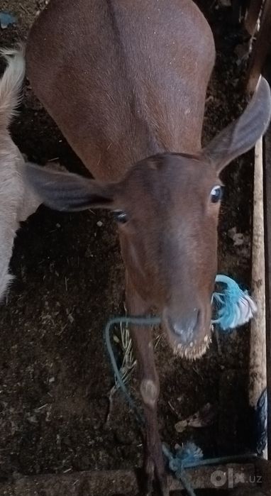 Sutli Mursiyana Echki sotiladi