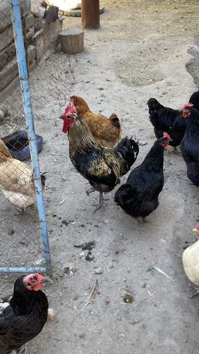 Продам петуха  обращайтесь звоните