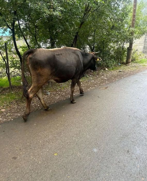 Продам телку СРОЧНО!