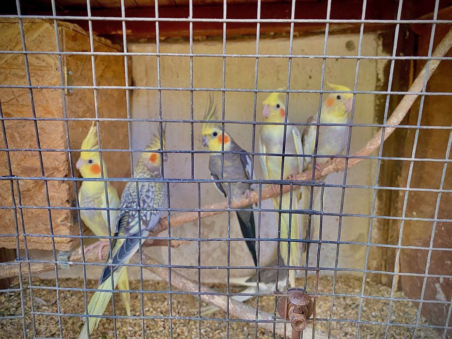 Папагали Корела