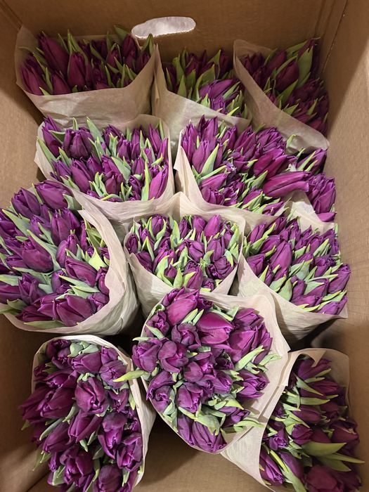Тюльпаны оптом и розницу