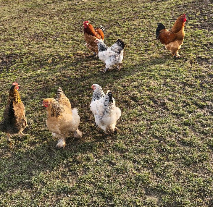 Vând ouă de casă bio pentru consum și incubat