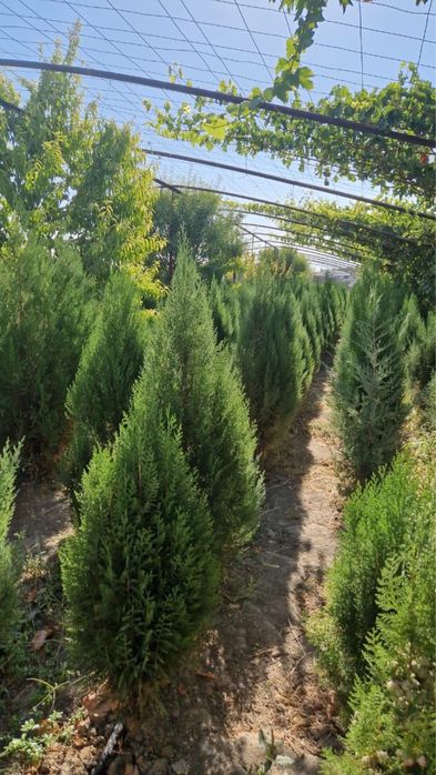 Жеміс жидек,сәндік ағаштар,шыршалар.