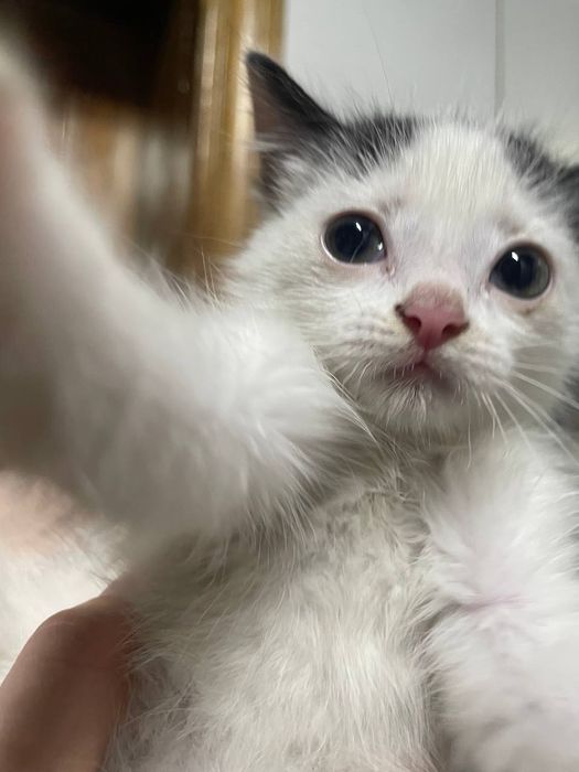 Котенок в добрые руки