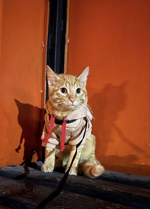 Костюмы для животных