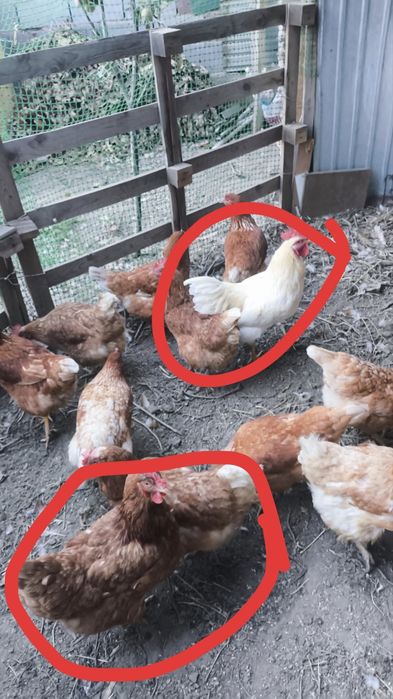 Продам куриц ломан Браун 7 штук