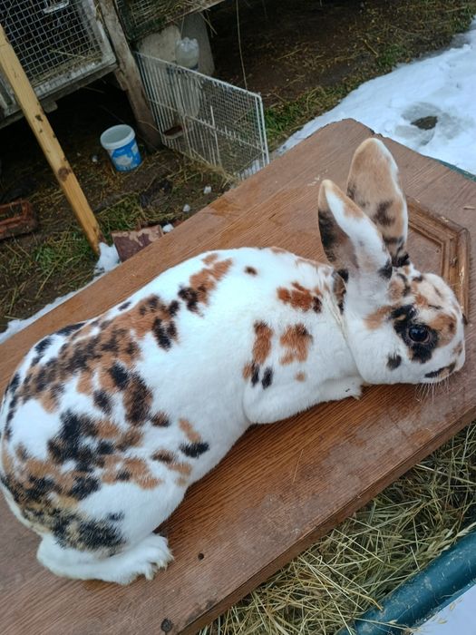 Iepurași Rex tricolor femele gestante cu pui după ele și masculi