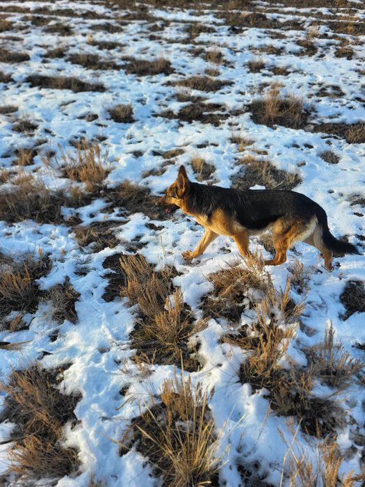 Восточный европейский  овчарка