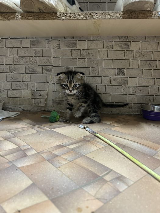 Продам котенка вислоухого