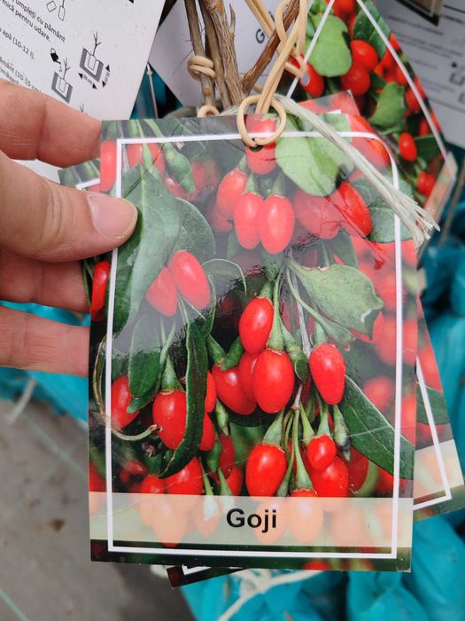 butasi de fructe de padure ambalati si etichetati