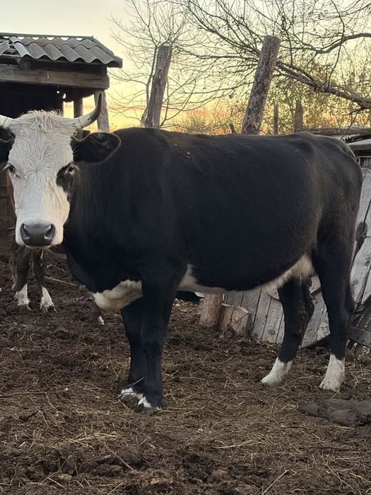 Продам,корова 3 года