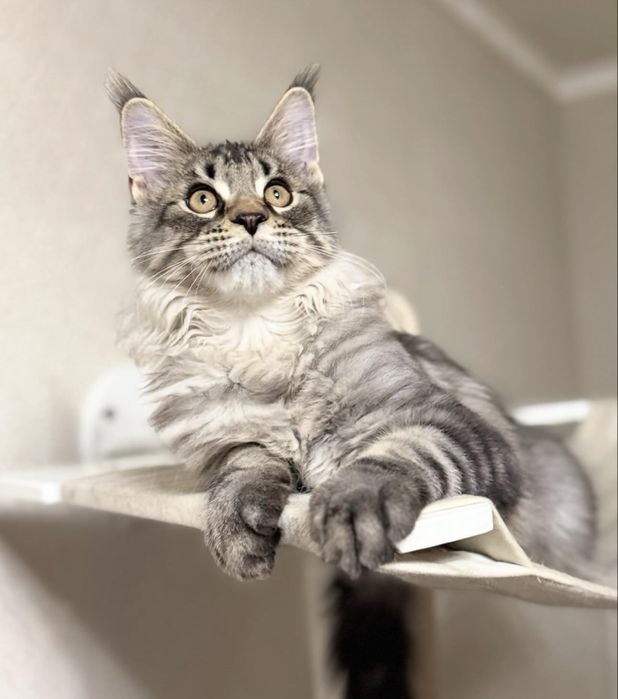 Рысь мейн-кун гигант 2 мес