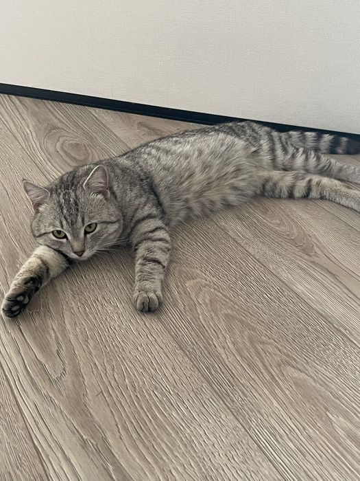Ласковый и нежный котик