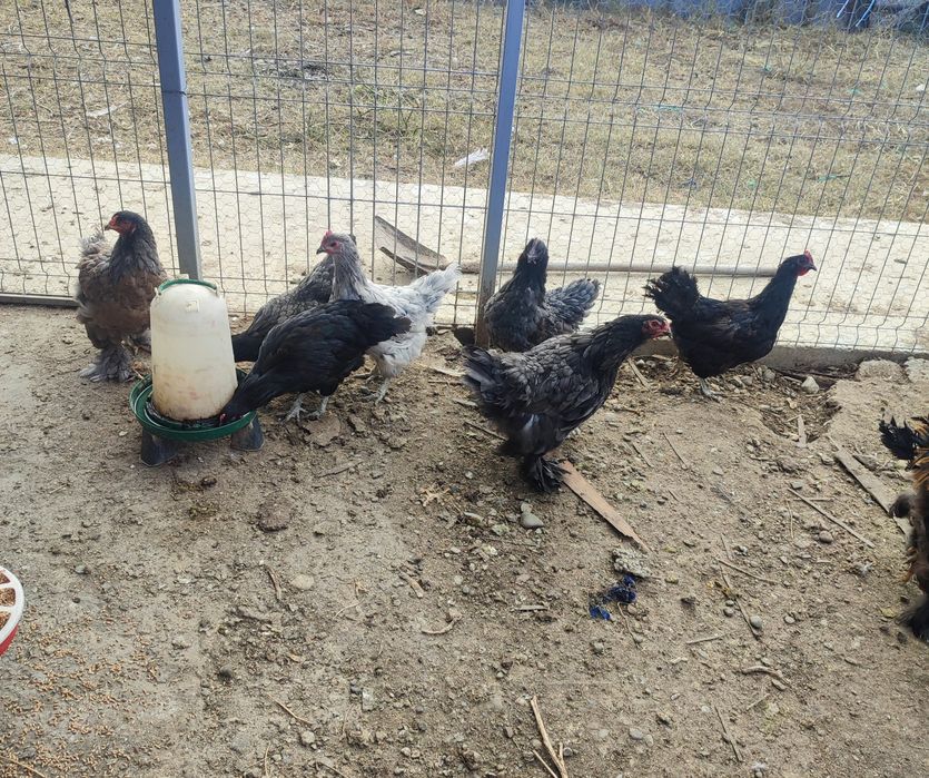 Vând găini și un cocoș