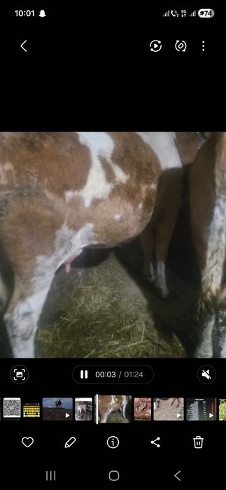 Vand o junica la prima fatare in jur 17 18 litri de lapte