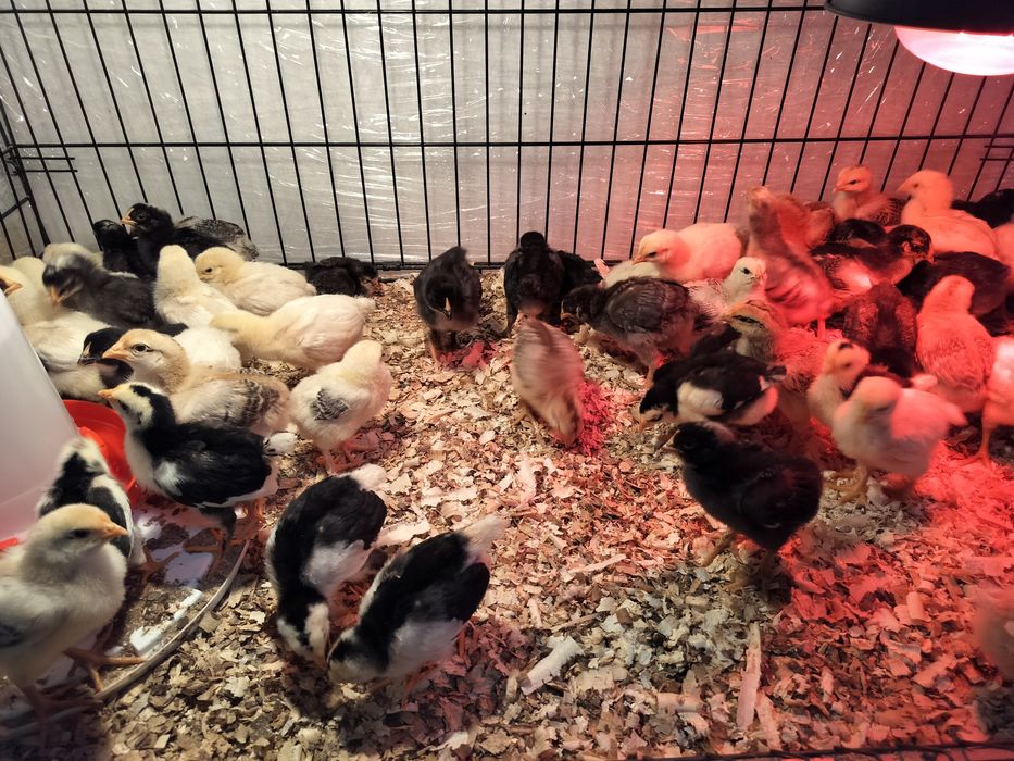 Pui zburați de casă