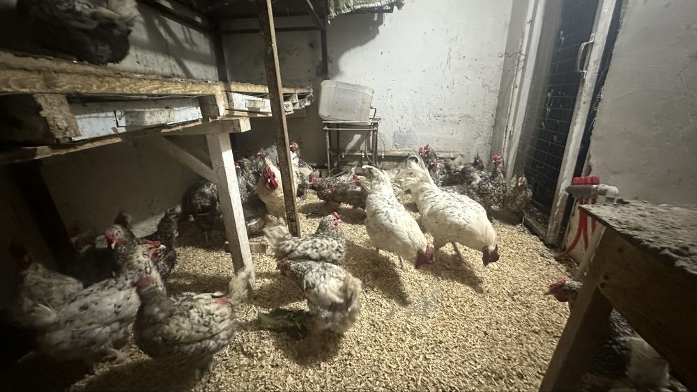 Продам инкубационные яйца пушкинская