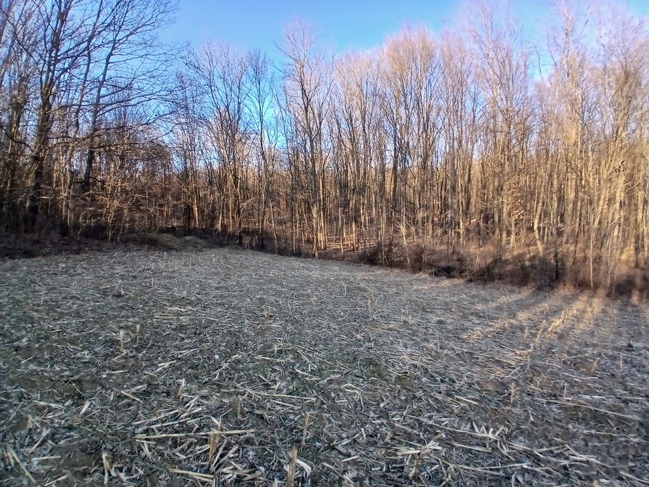 Teren  intravilan cu TITLU DE PĂDURE