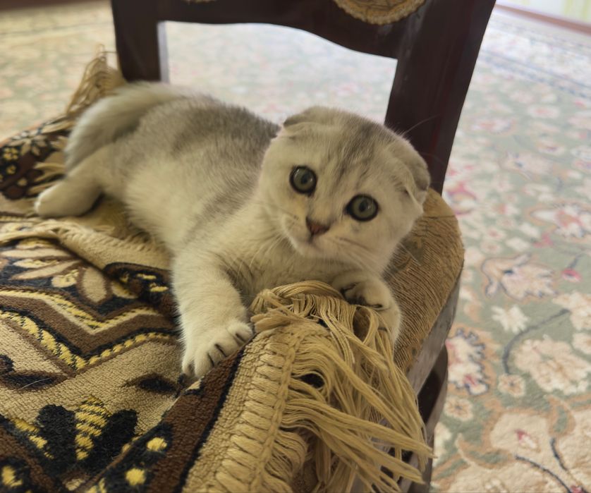 Продаётся Золотая Шиншилла котята