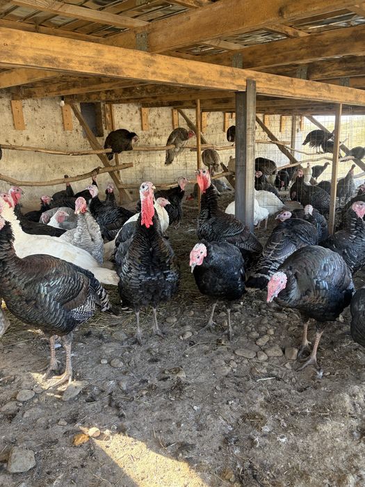Продам индюков, бронза 708