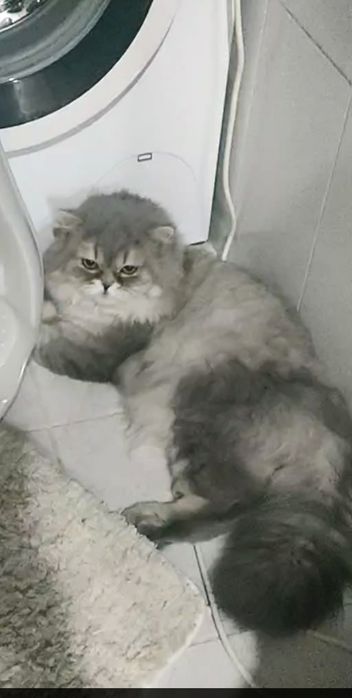 Отдам в хорошие руки