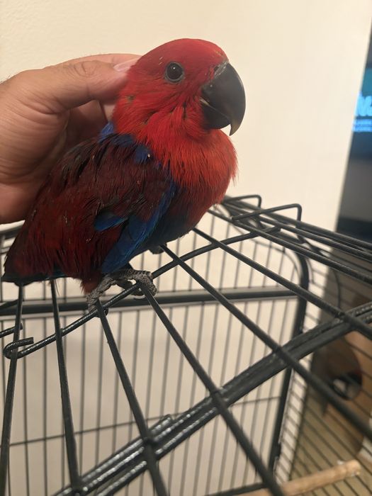 Papagal eclectus, femela 2026