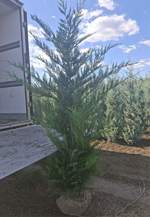Chiparos leylandii pana la 5 metri crescuti in ghiveci ofer garantie