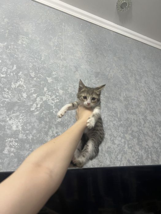 Отадам в добрые руки