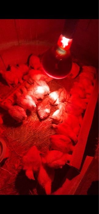 Бройлер балапандары